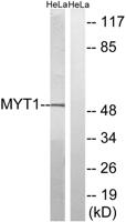 Myt 1 Polyclonal Antibody