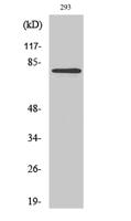 MZF-1 Polyclonal Antibody