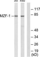 MZF-1 Polyclonal Antibody