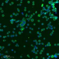 N/H/K-Ras Polyclonal Antibody