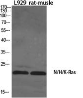 N/H/K-Ras Polyclonal Antibody