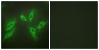 N33 Polyclonal Antibody