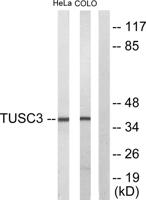 N33 Polyclonal Antibody