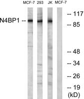 N4BP1 Polyclonal Antibody