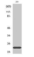 Na+ CP type IIβ Polyclonal Antibody