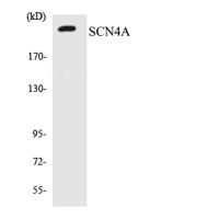 Na+ CP type IVα Polyclonal Antibody