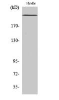 Na+ CP-pan Polyclonal Antibody