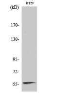 NAB2 Polyclonal Antibody