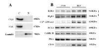 NAC3 Polyclonal Antibody