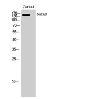 NACAD Polyclonal Antibody