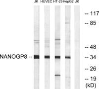 Nanog P8 Polyclonal Antibody