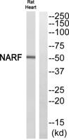 NARF Polyclonal Antibody