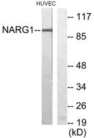 NARG1 Polyclonal Antibody