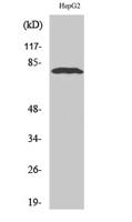 ADAR2 Polyclonal Antibody