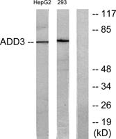Adducin γ Polyclonal Antibody