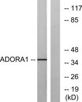 Adenosine A1-R Polyclonal Antibody