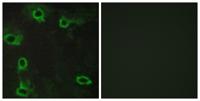 Adenosine A2A-R Polyclonal Antibody