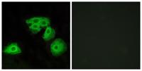 Adenosine A3-R Polyclonal Antibody