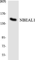 NBEAL1 Polyclonal Antibody