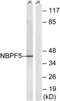 NBPF5 Polyclonal Antibody