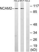 NCAM2 Polyclonal Antibody