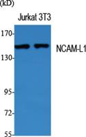 NCAM-L1 Polyclonal Antibody