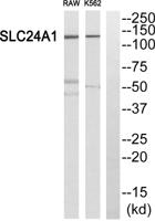 NCKX1 Polyclonal Antibody