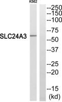 NCKX3 Polyclonal Antibody