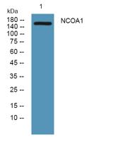 NCOA1 Polyclonal Antibody