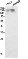 NCoA-3 Polyclonal Antibody