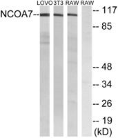 NCoA-7 Polyclonal Antibody