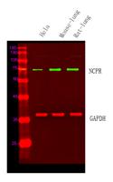 NCPR Polyclonal Antibody