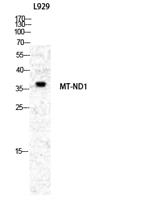 ND1 Polyclonal Antibody