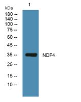 NDF4 Polyclonal Antibody