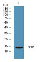 NDP Polyclonal Antibody