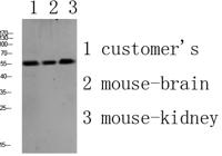 PLD4 Polyclonal Antibody