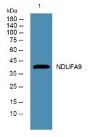 NDUFA9 Polyclonal Antibody
