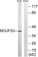NDUFS3 Polyclonal Antibody