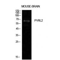 Nectin 2 Polyclonal Antibody