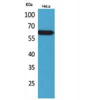 Nectin 3 Polyclonal Antibody