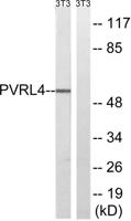 Nectin 4 Polyclonal Antibody