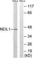 NEIL1 Polyclonal Antibody