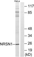 Neurensin-1 Polyclonal Antibody
