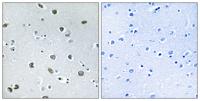 Neurexophilin-4 Polyclonal Antibody