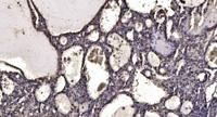 Neuron Navigator 1 Polyclonal Antibody