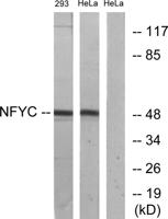 NF-YC Polyclonal Antibody