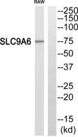 NHE-6 Polyclonal Antibody