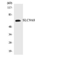 NHE-8 Polyclonal Antibody