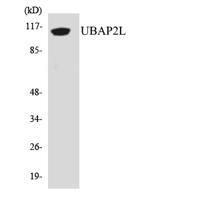 NICE4 Polyclonal Antibody