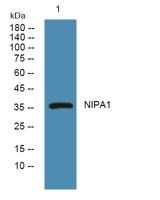 NIPA1 Polyclonal Antibody